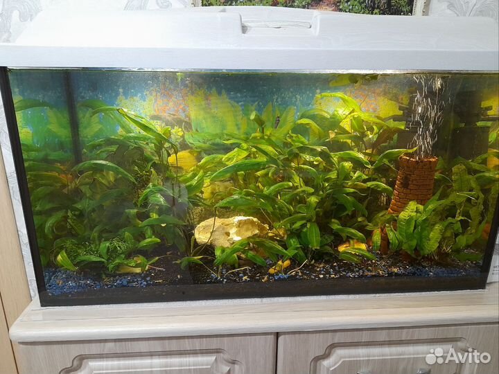 Аквариум 100 литров