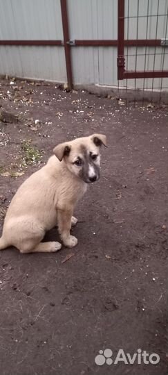 Щенок (сука)