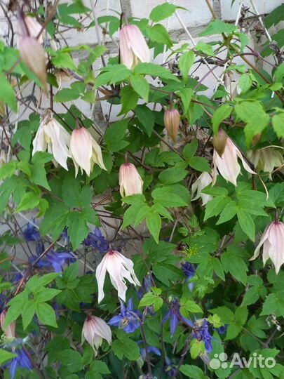 Клематис Княжик семена