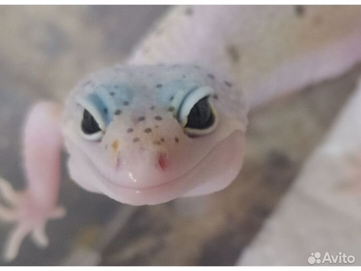 Эублефар, ящерица, геккон 2023