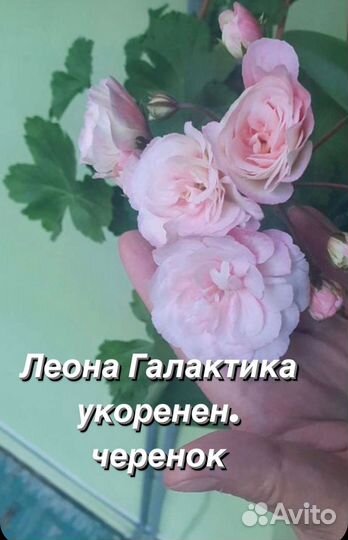 Пеларгония герань