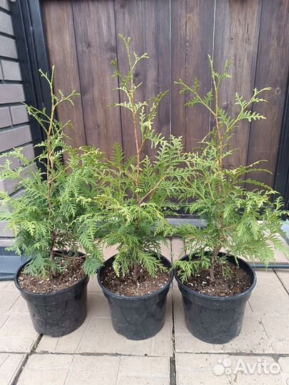 Туя брабант для живых изгородей