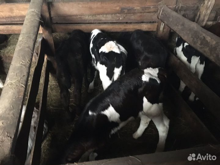 Продаются телята