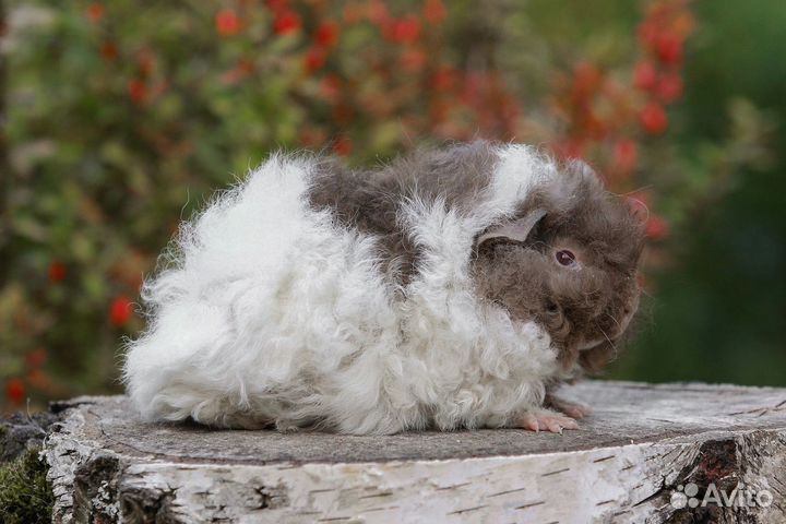 Морские свинки лункария