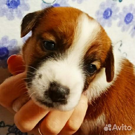 Щенки джек Рассел терьер с документами