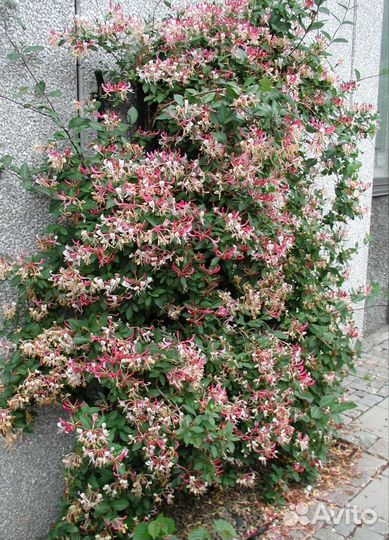 Жимолость каприфоль, форзиция