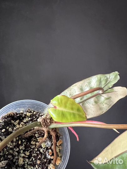 Фил. Биллитау вар