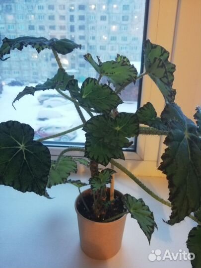 Бегония тигровая (молодые укорененные растения)