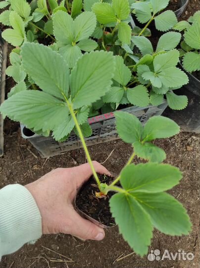 Рассада клубники Кимберли