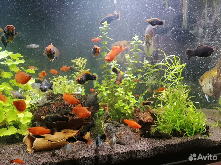 Продаю аквариум