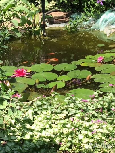 Водная лилия.Водные каллы.Сусак