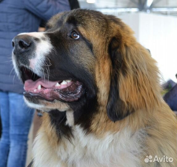 Предлагаю кобеля для вязки и щенков от него