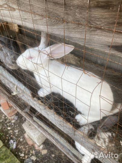 Продаются кролики