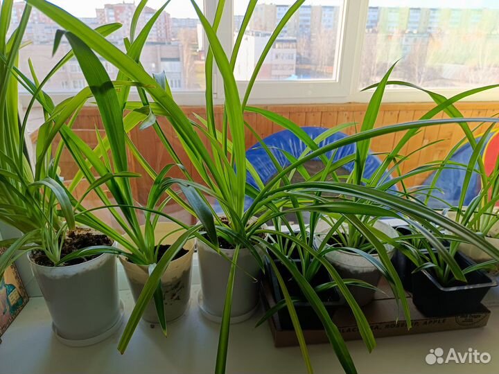 Хлорофитум