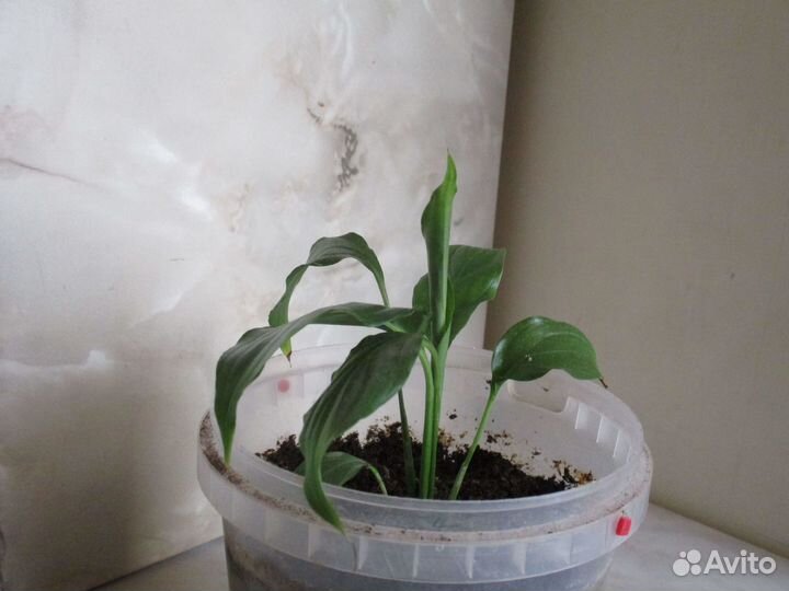 Комнатные растения