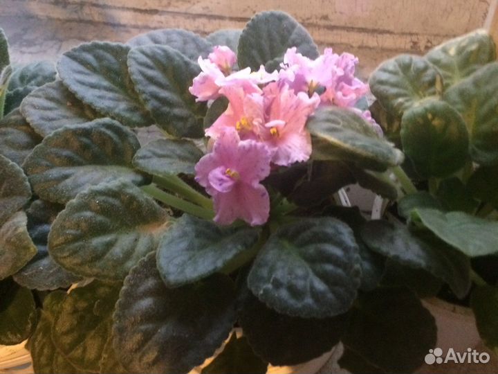 Цветы комнатные