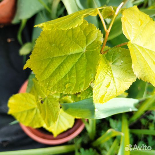 Саженцы липы