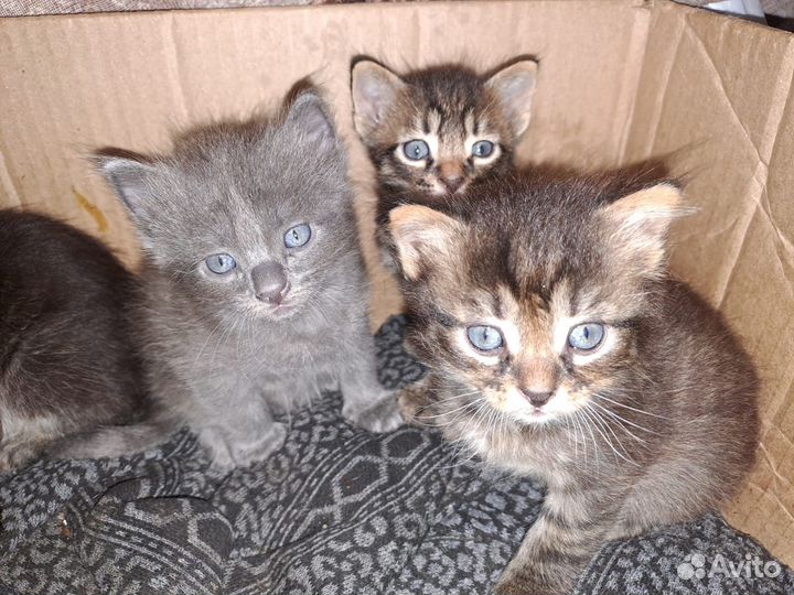 Котята,помесь с британцами