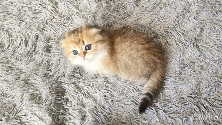 Шотландские золотые