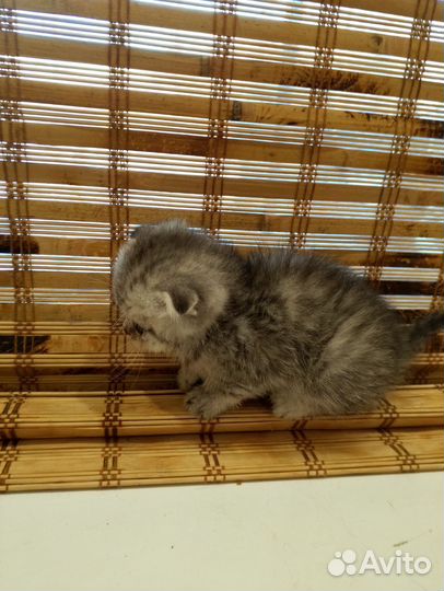 Британский вислоухий котенок