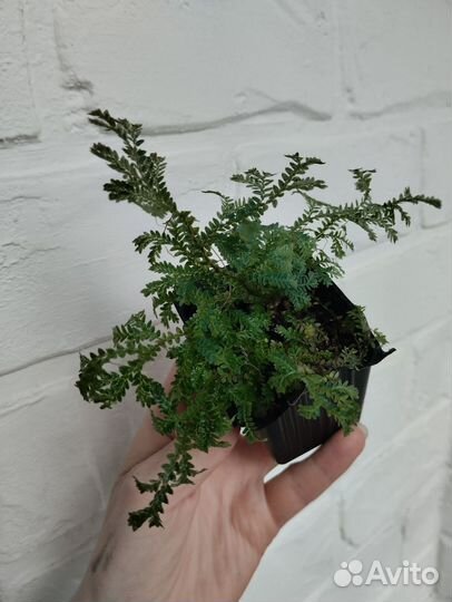 Растения для флорариума 2 (почвопокровные)