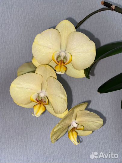 Орхидея фаленопсис