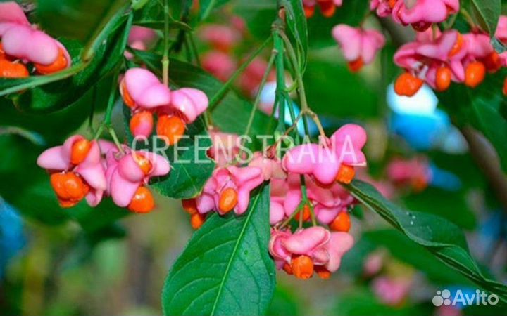 Бересклет Европейский/С3 40-60 см