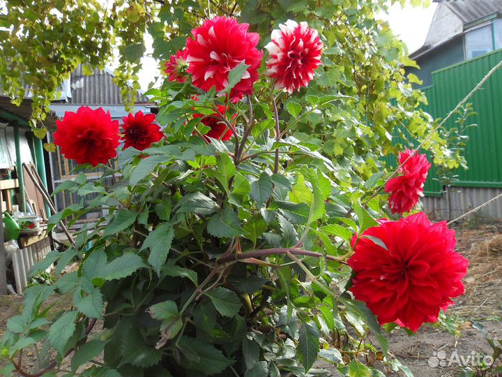 Георгины саженцы