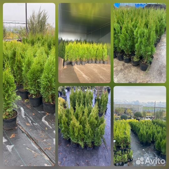 Туя Смарагд 80-100 см (предзаказ весна 2024)