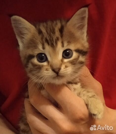 Европейская