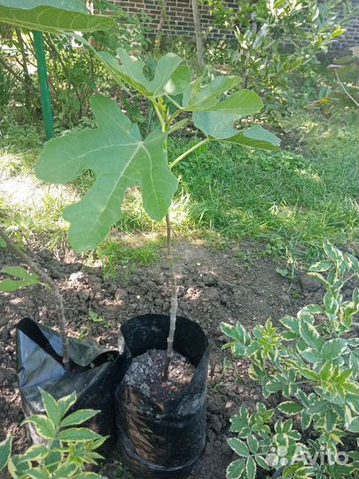 Растения для сада