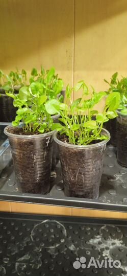 Рассада петунии