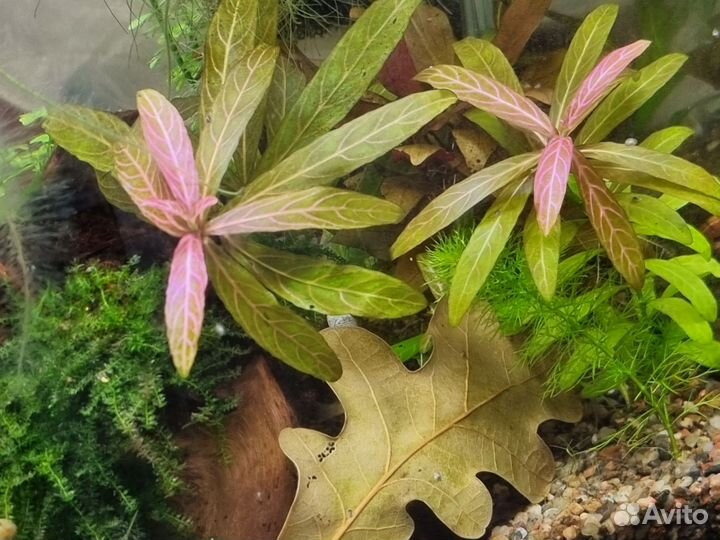 Аквариумные растения, рыбки и улитки