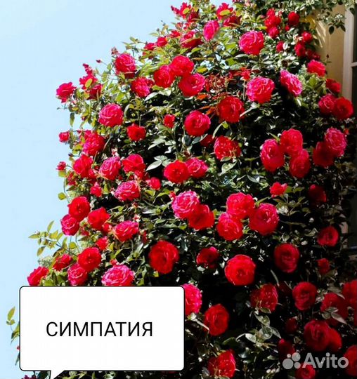 Саженцы плетистых роз корнесобственные