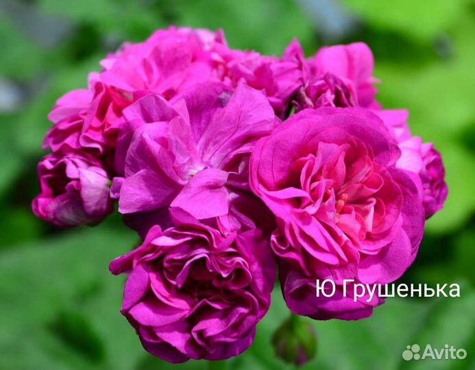 Пеларгония герань сортовая