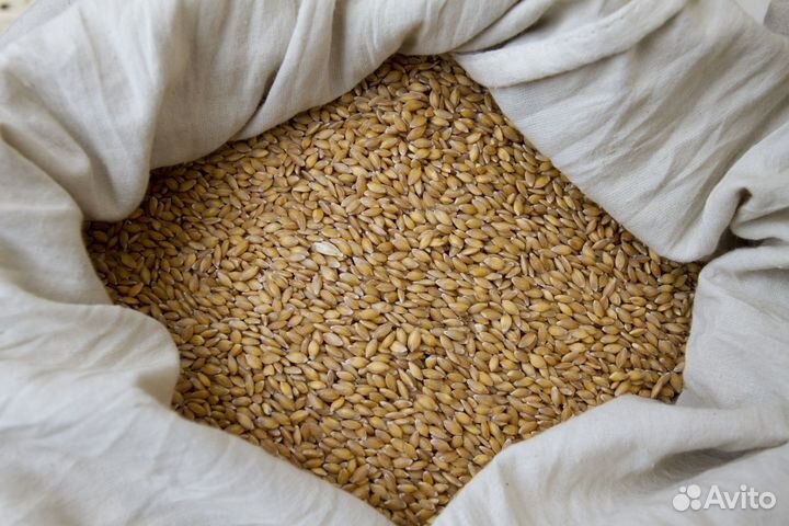 Зерно пшеница ячмень