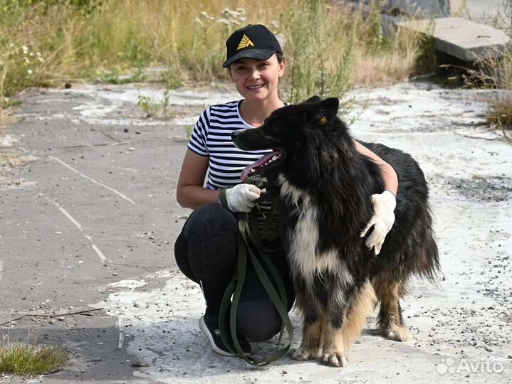 Собака в добрые руки
