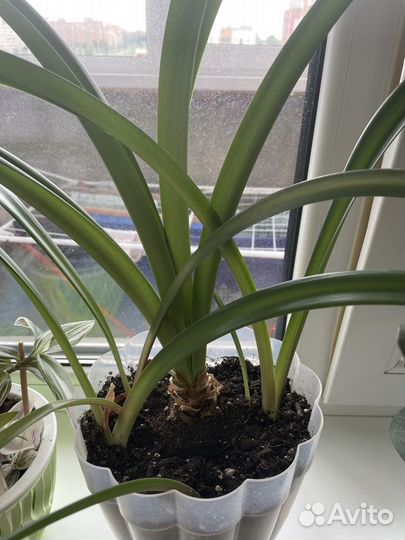 Отростки гиппераструм