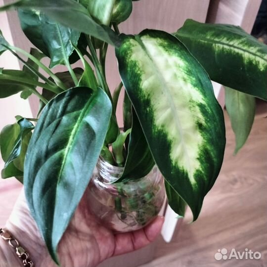 Диффенбахия камилла