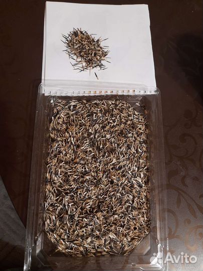 Бархатцы семена