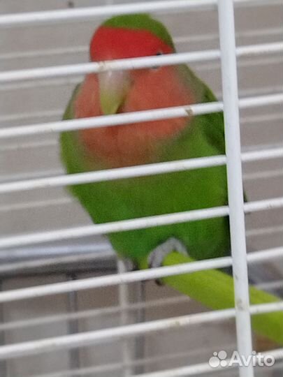 Попугай неразлучник