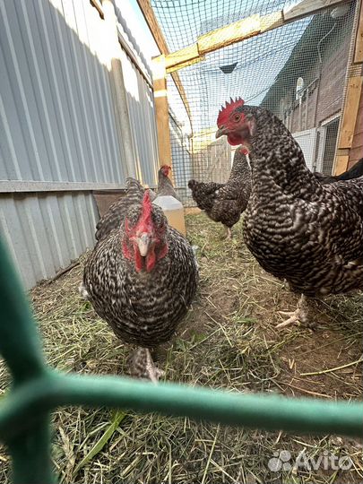 Куры мехеленская кукушка(мясо-яичная)