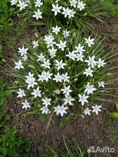 Птицемлечник