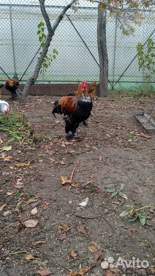Куры петухи