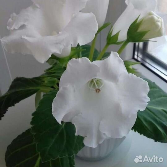 Глоксинии сортовые