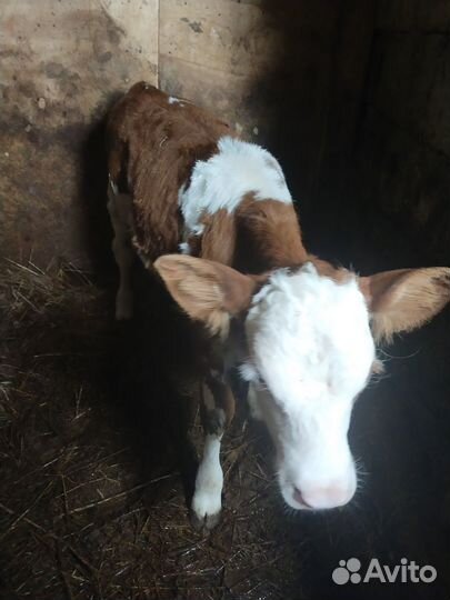 Телочка и бычёк