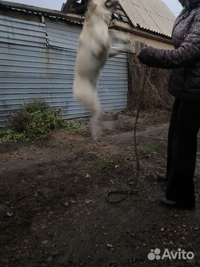 Лабрадор щенок в дар
