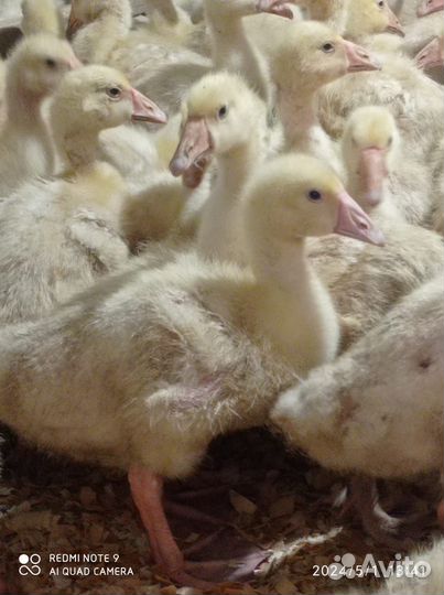 Гусята и утята