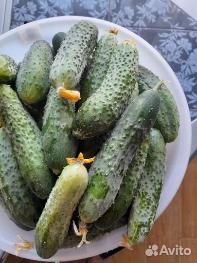 Огурцы свежие домашние