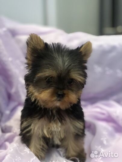 Йоркширский терьер